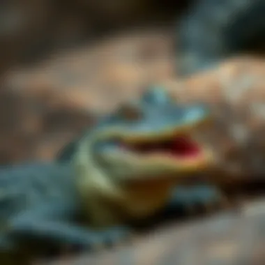 Magnificent Kroko Desenli Çanta: Moda Dünyasının Gözde Eşyası