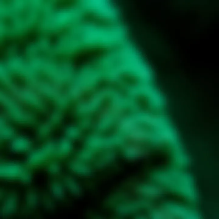 Close-up of the soft texture of the green plush coat, highlighting its quality